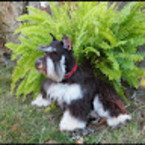 Meet your Posher, Miniature